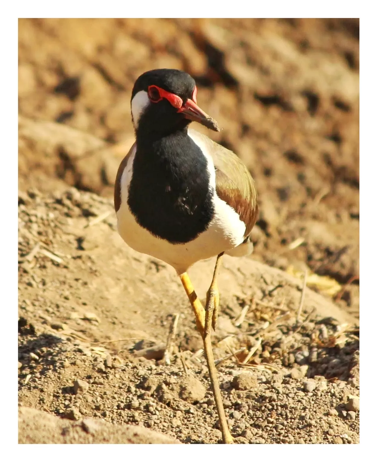 Photo of Gir National Park By Mrinmayee Shelgikar