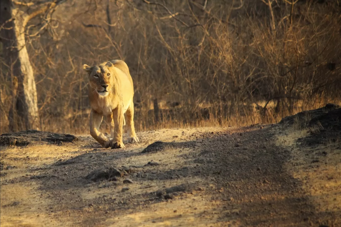 Photo of Gir National Park By Mrinmayee Shelgikar