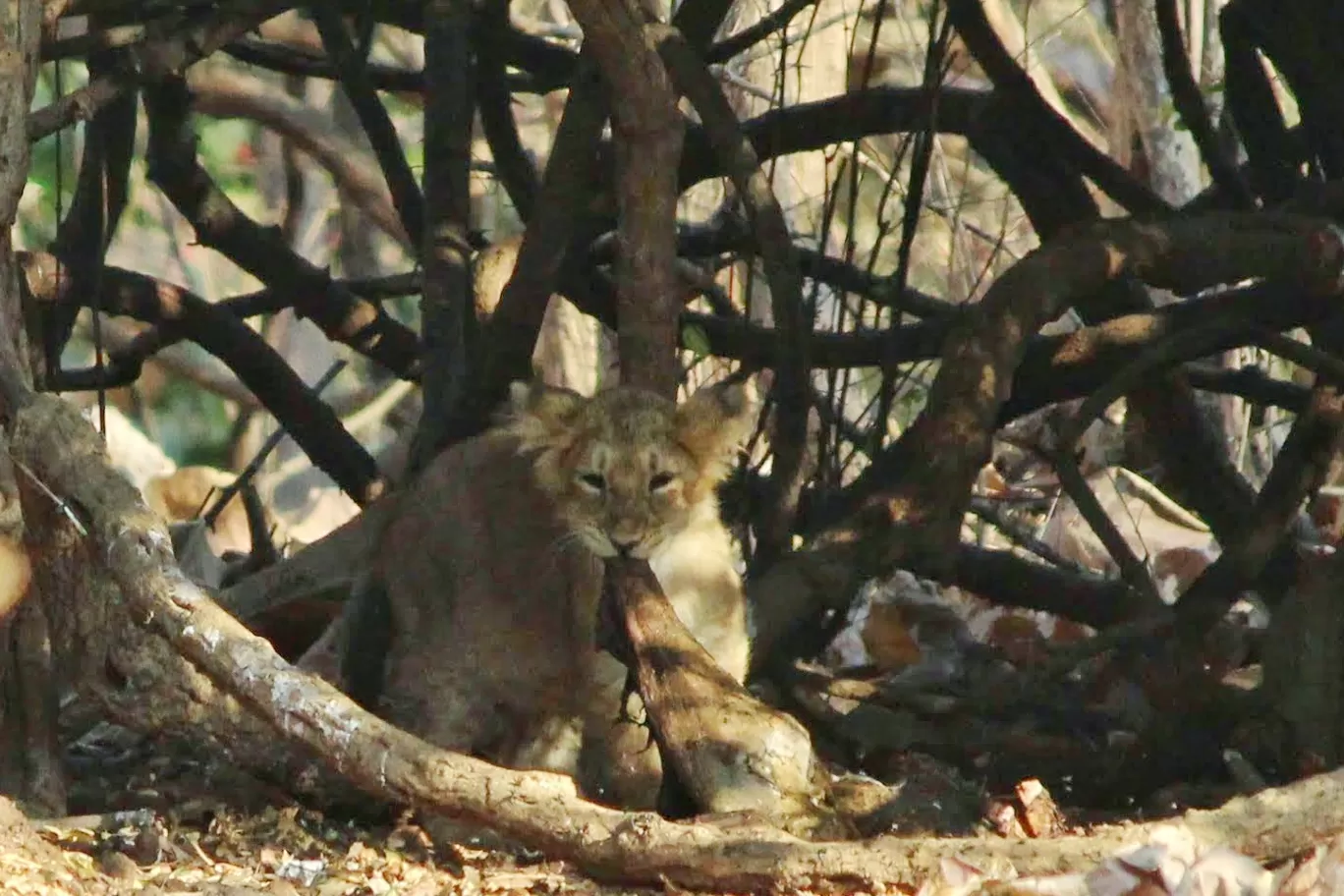 Photo of Gir National Park By Mrinmayee Shelgikar