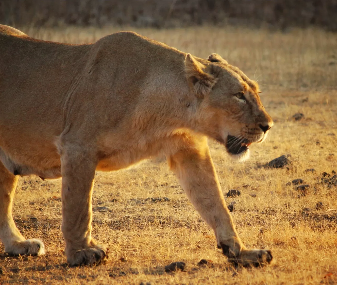 Photo of Gir National Park By Mrinmayee Shelgikar