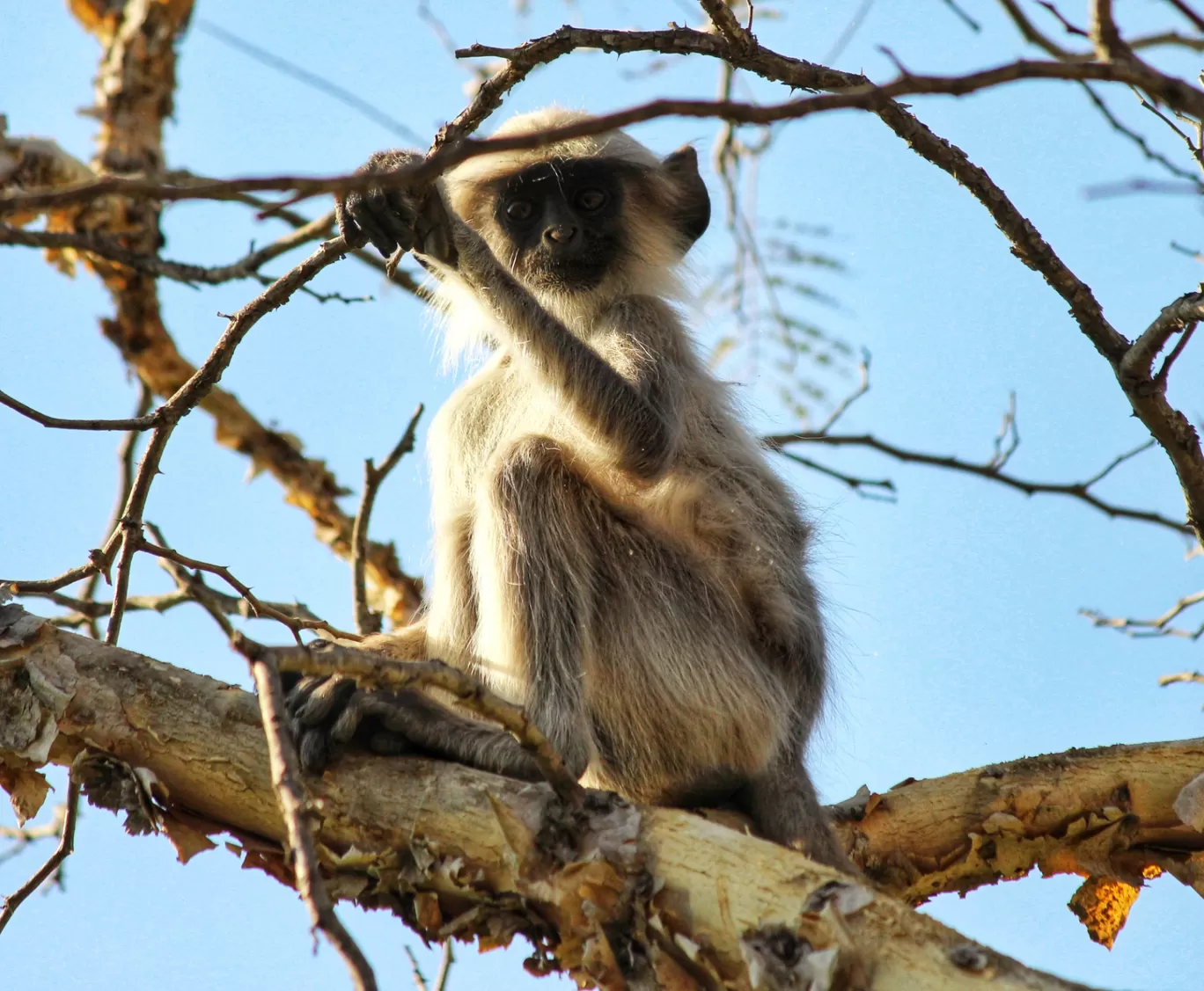 Photo of Gir National Park By Mrinmayee Shelgikar