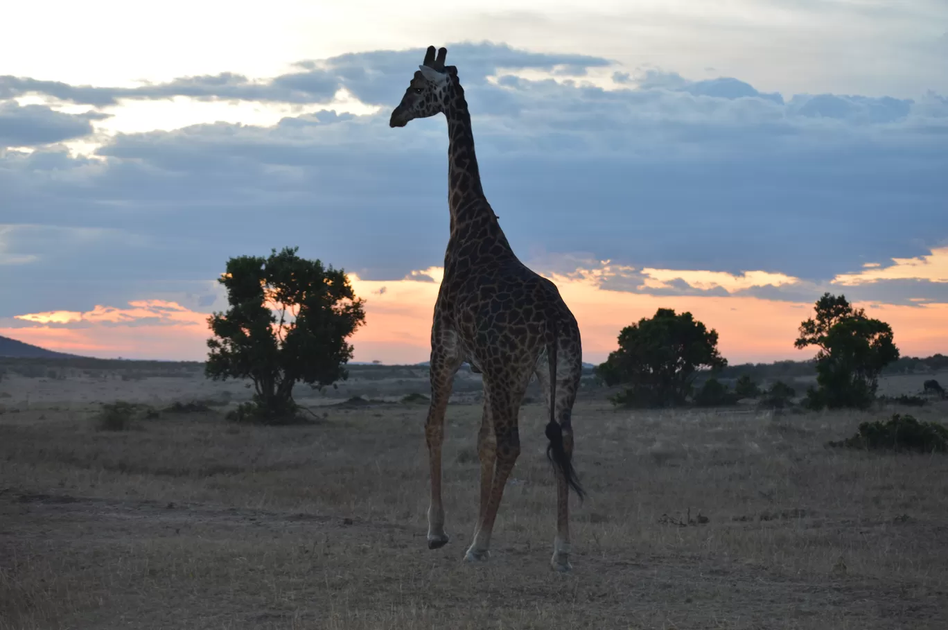Photo of Maasai Mara National Reserve By Tulip Vacations