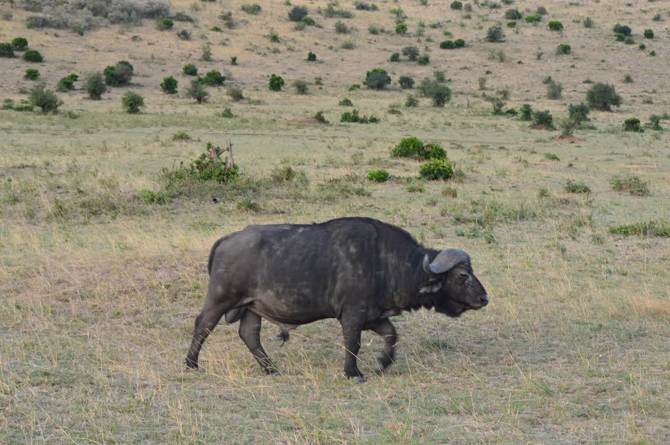 Photo of Maasai Mara National Reserve By Tulip Vacations