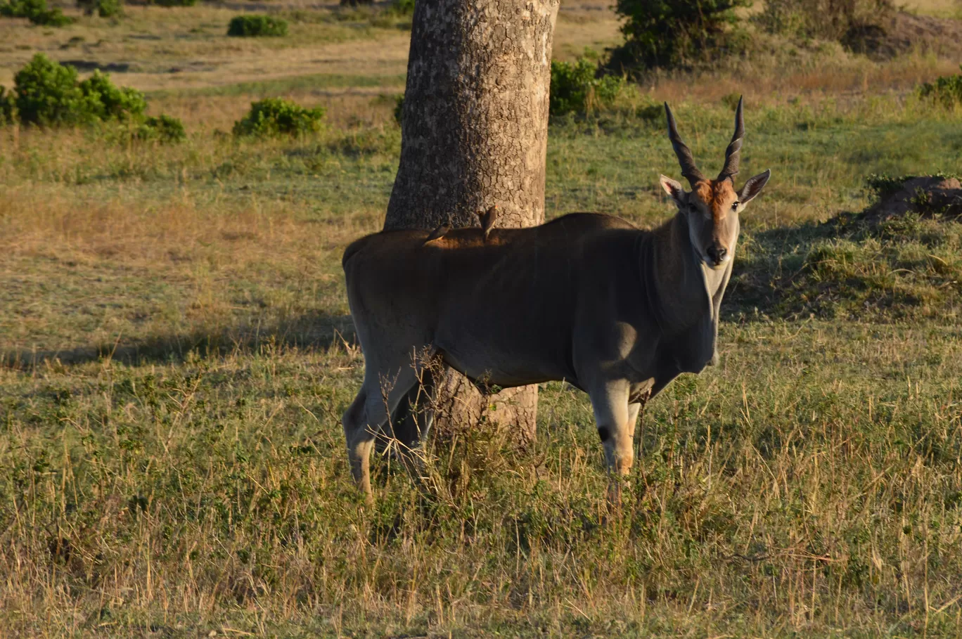 Photo of Maasai Mara National Reserve By Tulip Vacations