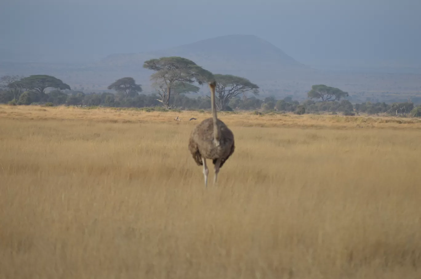 Photo of Amboseli National Park By Tulip Vacations