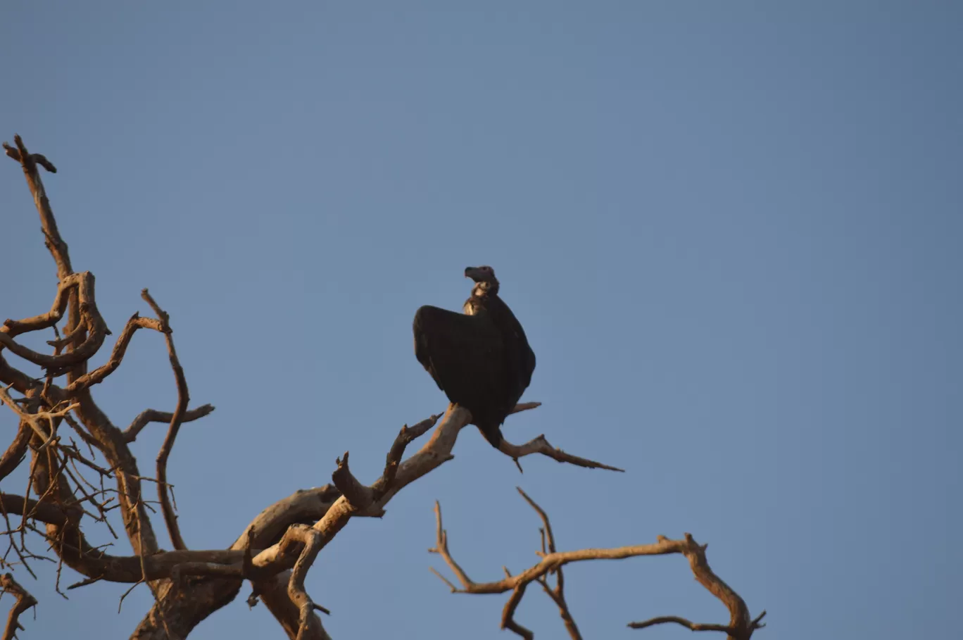 Photo of Amboseli National Park By Tulip Vacations
