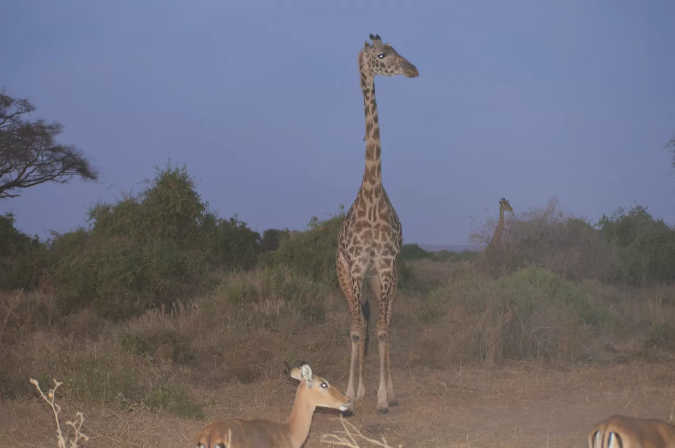 Photo of Amboseli National Park By Tulip Vacations