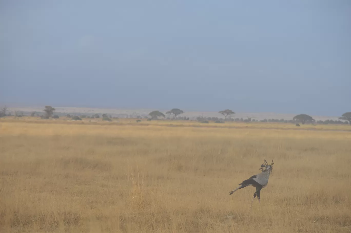 Photo of Amboseli National Park By Tulip Vacations