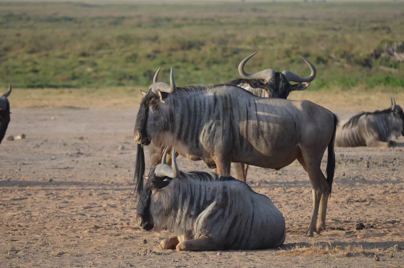 Photo of Amboseli National Park By Tulip Vacations