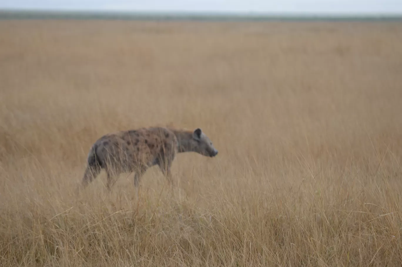 Photo of Amboseli National Park By Tulip Vacations