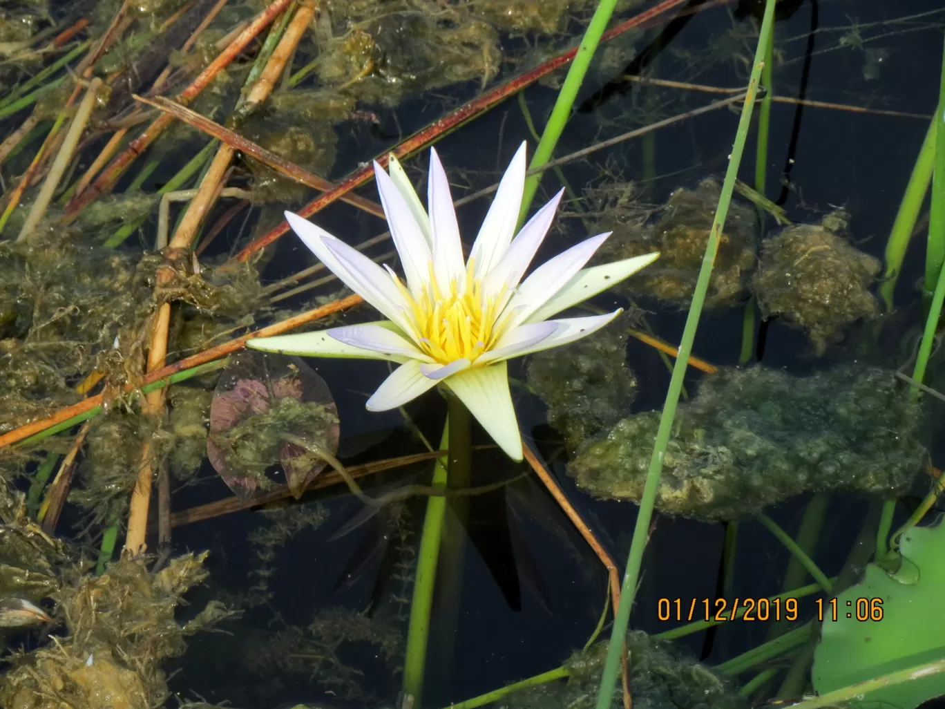 Photo of Nalsarovar By Hardik Jayswal