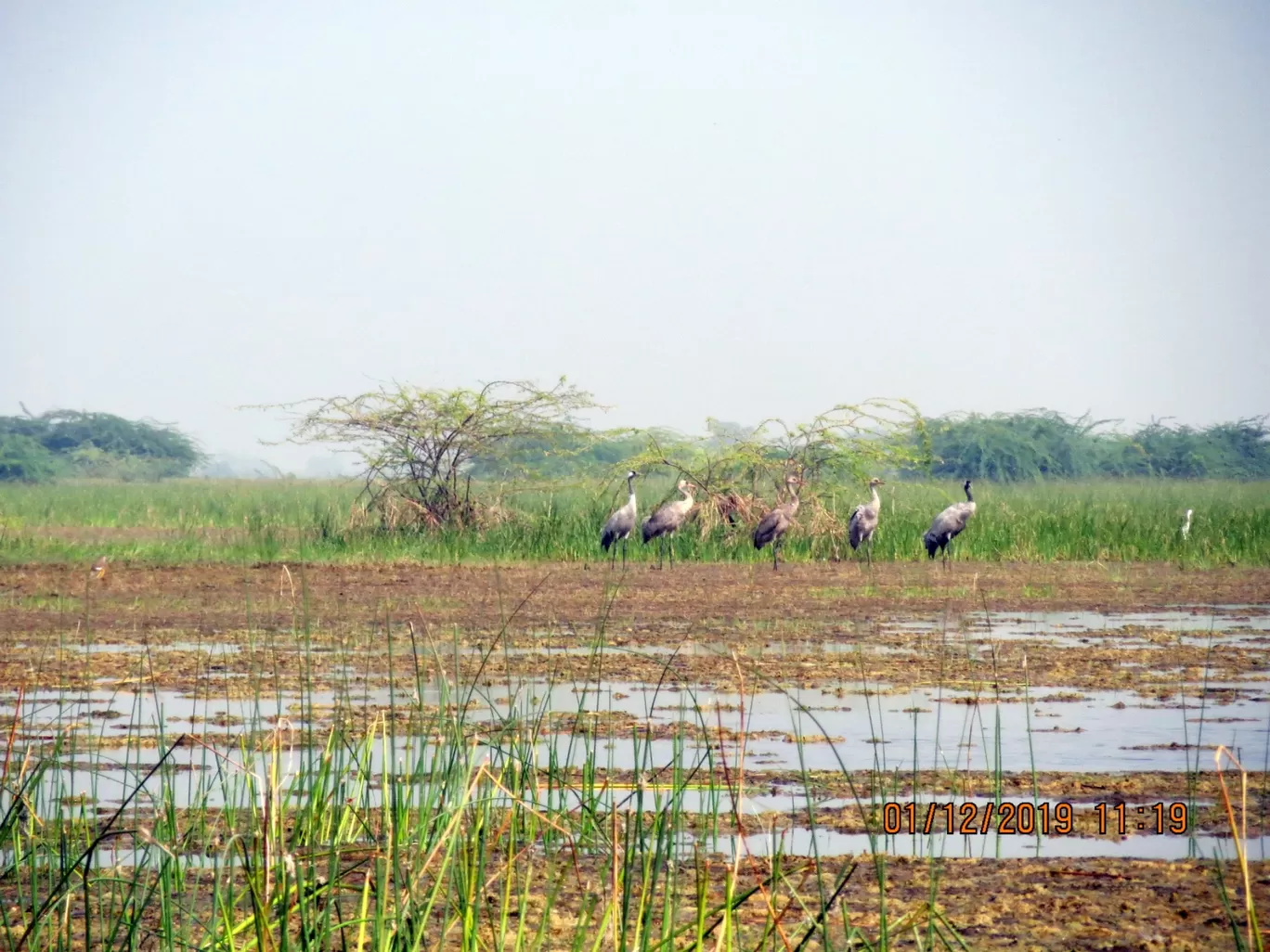 Photo of Nalsarovar By Hardik Jayswal