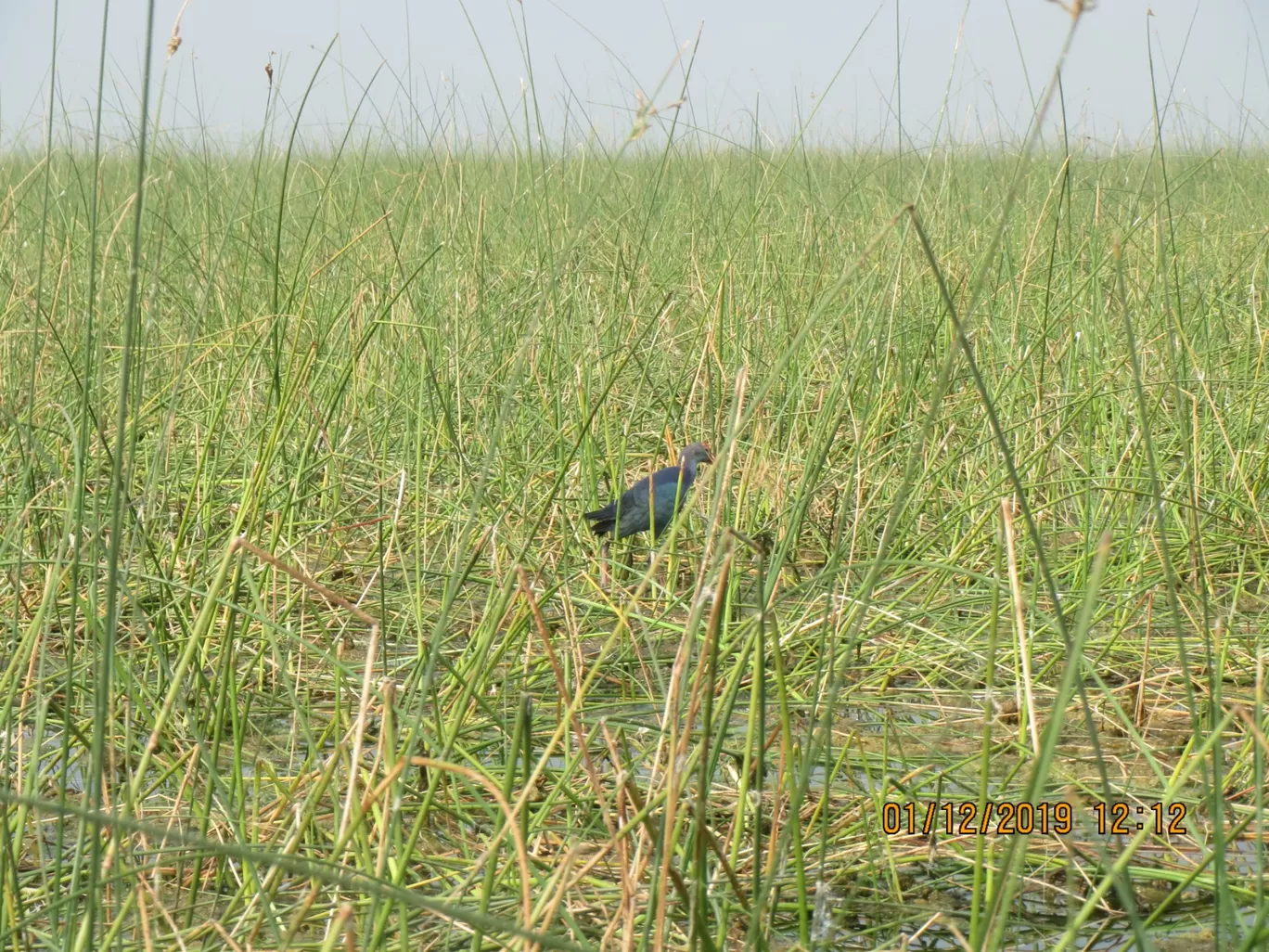 Photo of Nalsarovar By Hardik Jayswal