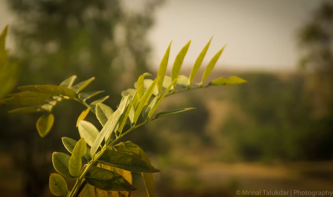 Photo of Bhatghar Dam By Mrinal Talukdar