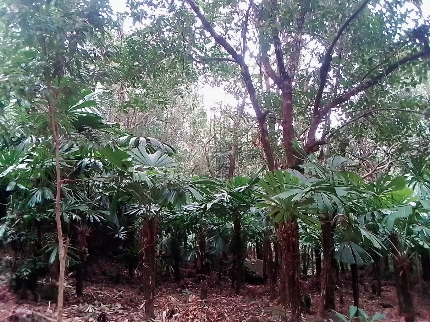 Photo of East Khasi Hills By Gita Saikiakalita