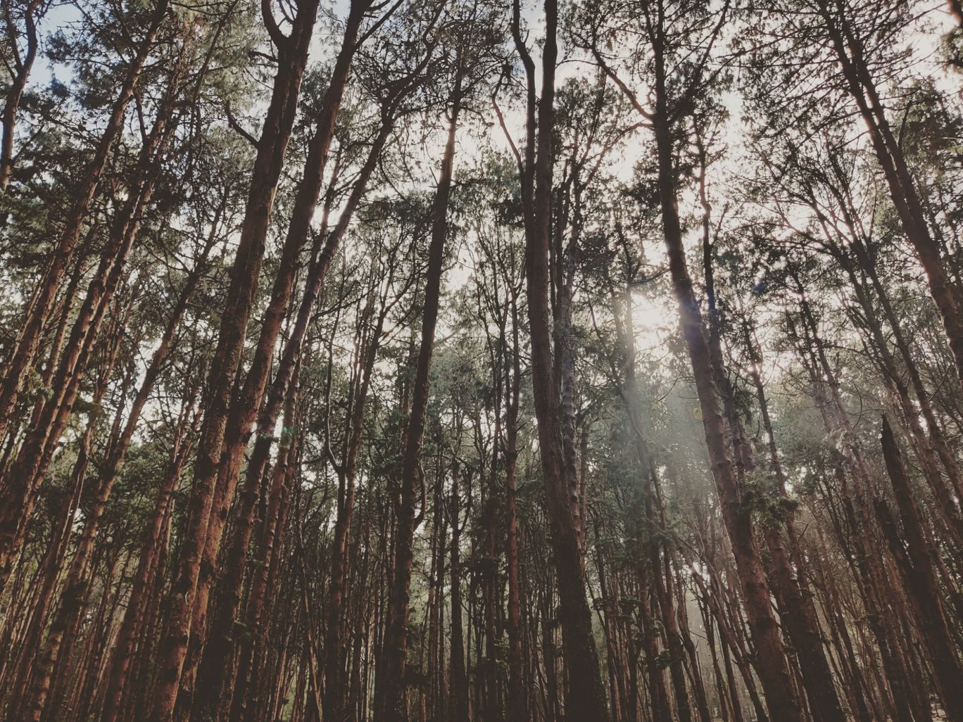 Photo of Pine Tree Forest By Raj Kamal