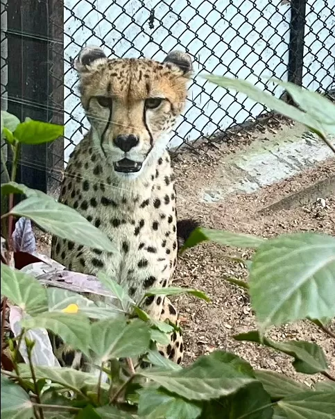 Photo of Mysore Zoo By Shivani Chaturvedi 