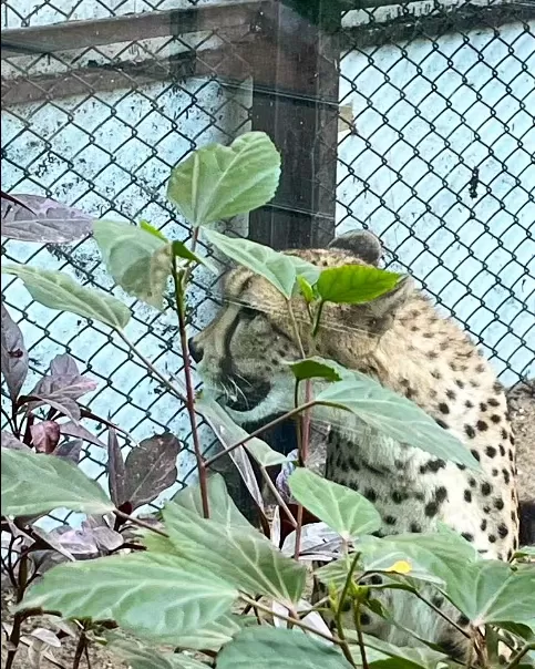 Photo of Mysore Zoo By Shivani Chaturvedi 