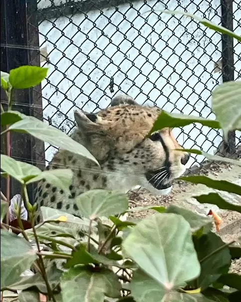 Photo of Mysore Zoo By Shivani Chaturvedi 