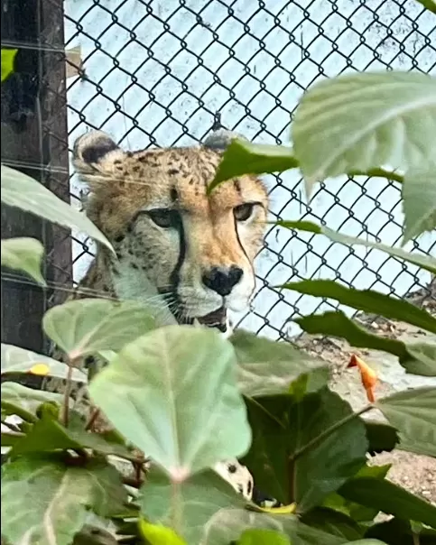 Photo of Mysore Zoo By Shivani Chaturvedi 