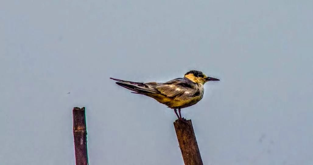 Photo of Mangalajodi By Tapas Sahu