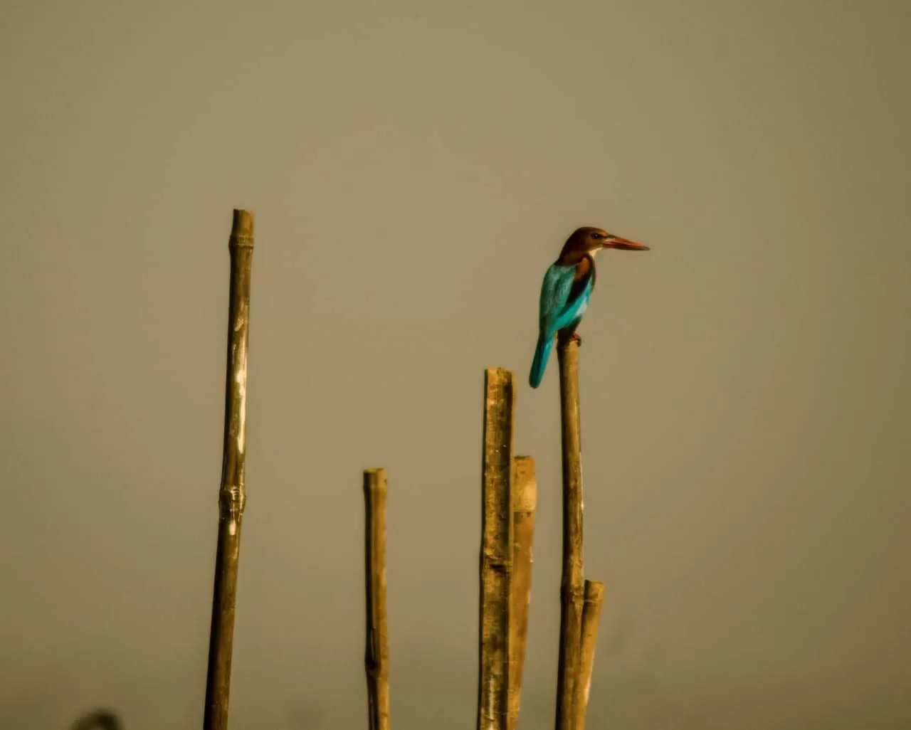 Photo of Mangalajodi By Tapas Sahu