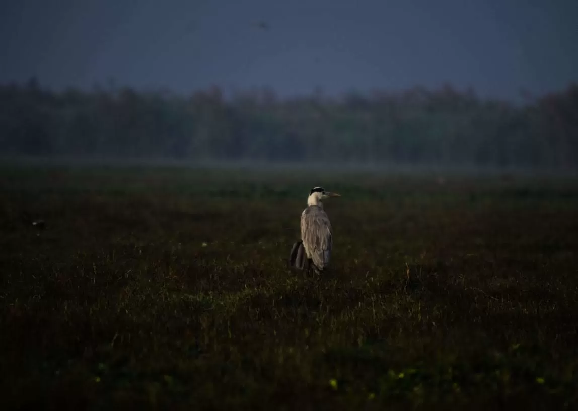 Photo of Mangalajodi By Tapas Sahu