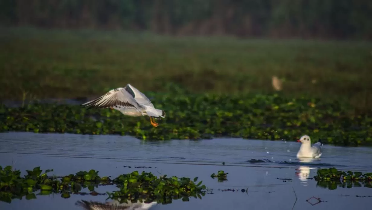 Photo of Mangalajodi By Tapas Sahu