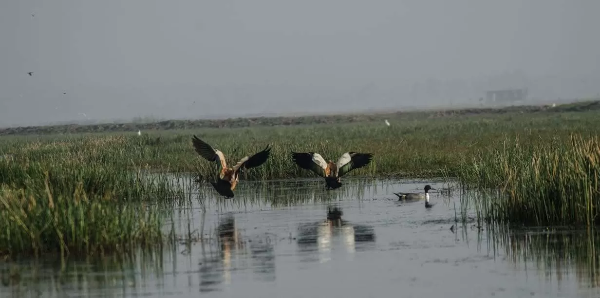 Photo of Mangalajodi By Tapas Sahu