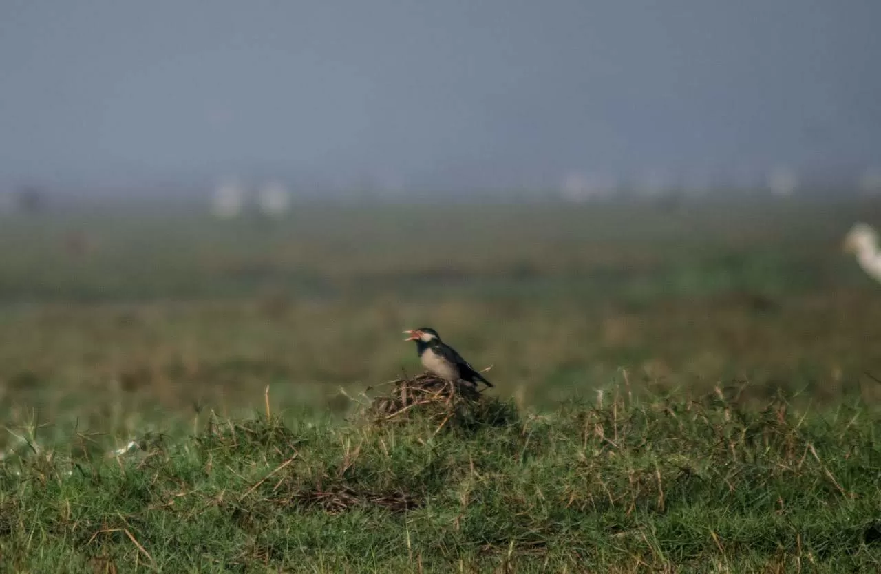 Photo of Mangalajodi By Tapas Sahu