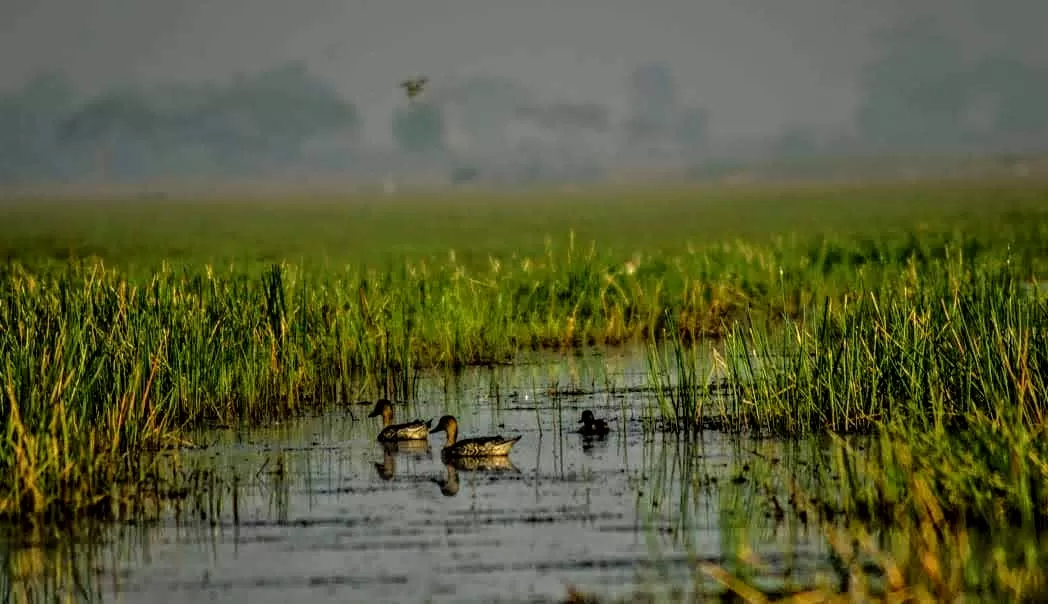 Photo of Mangalajodi By Tapas Sahu