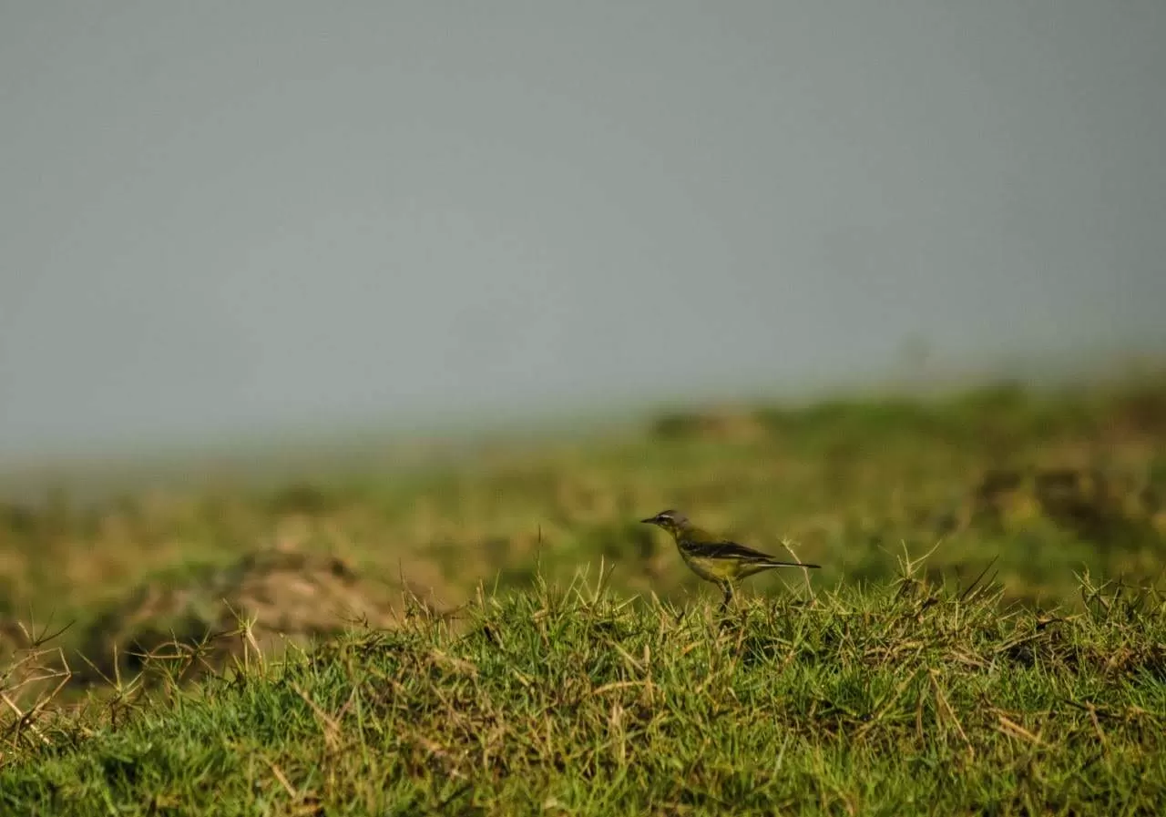 Photo of Mangalajodi By Tapas Sahu