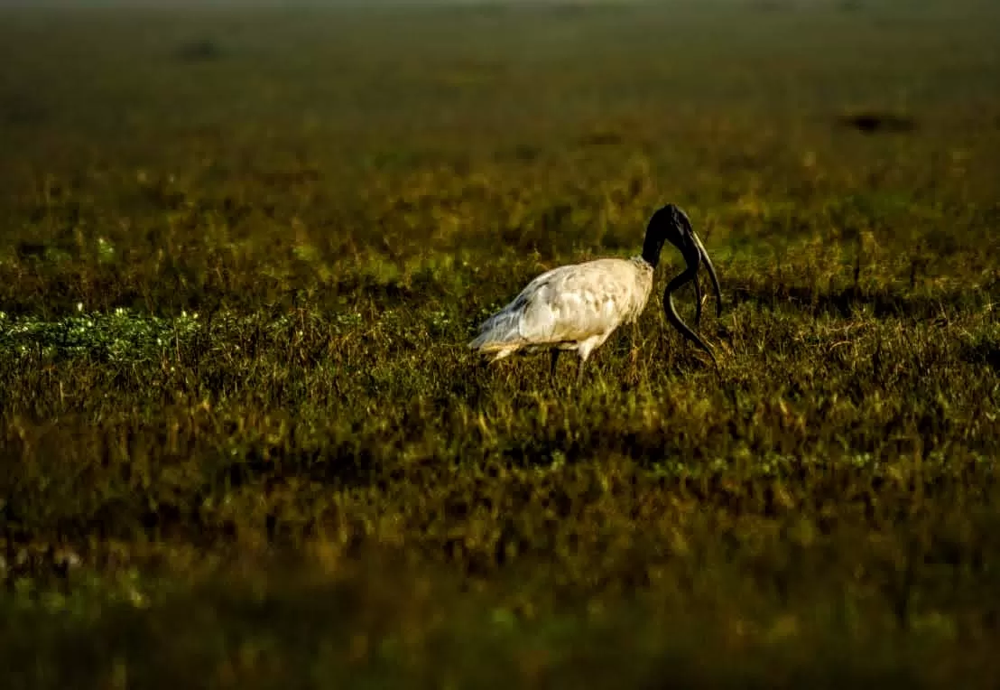 Photo of Mangalajodi By Tapas Sahu