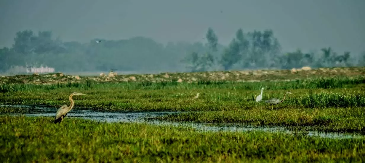 Photo of Mangalajodi By Tapas Sahu