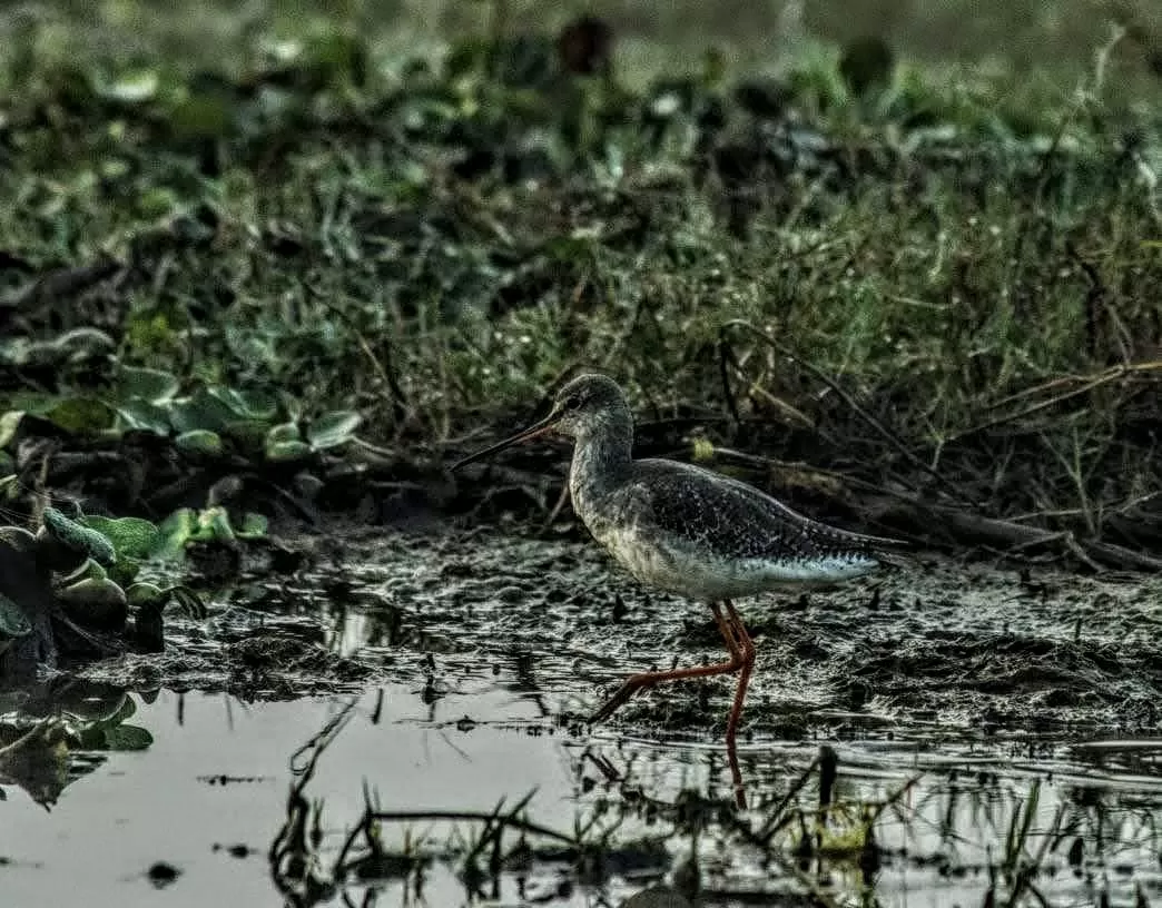 Photo of Mangalajodi By Tapas Sahu