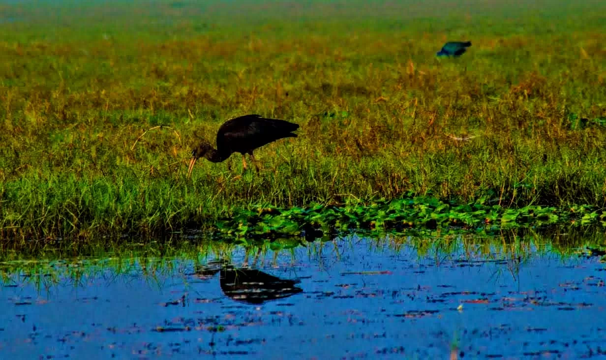 Photo of Mangalajodi By Tapas Sahu