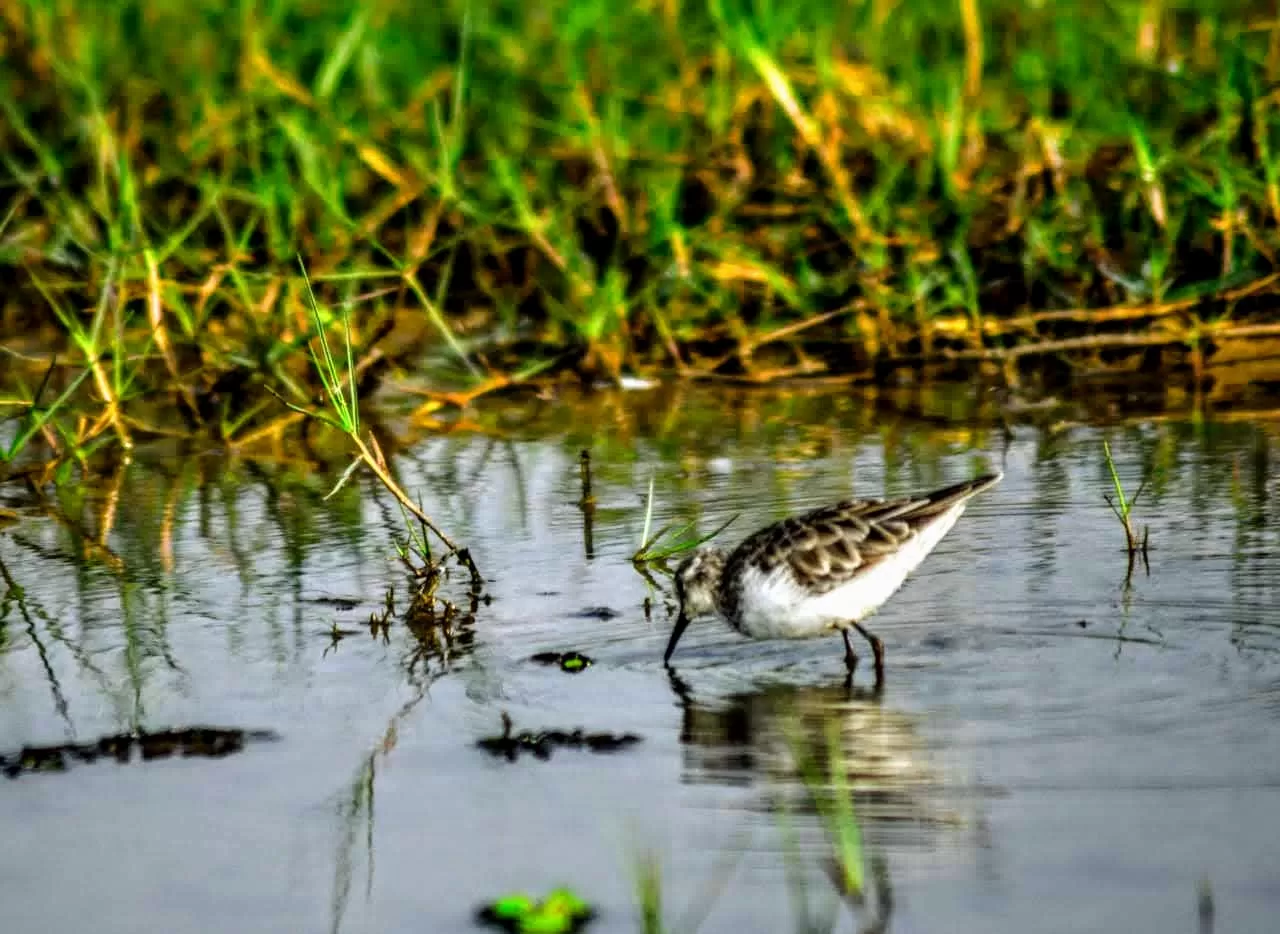 Photo of Mangalajodi By Tapas Sahu