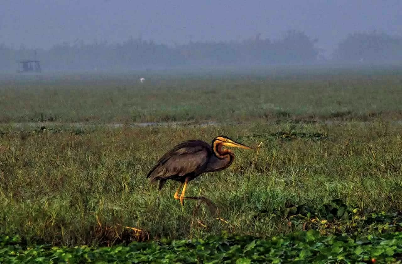 Photo of Mangalajodi By Tapas Sahu