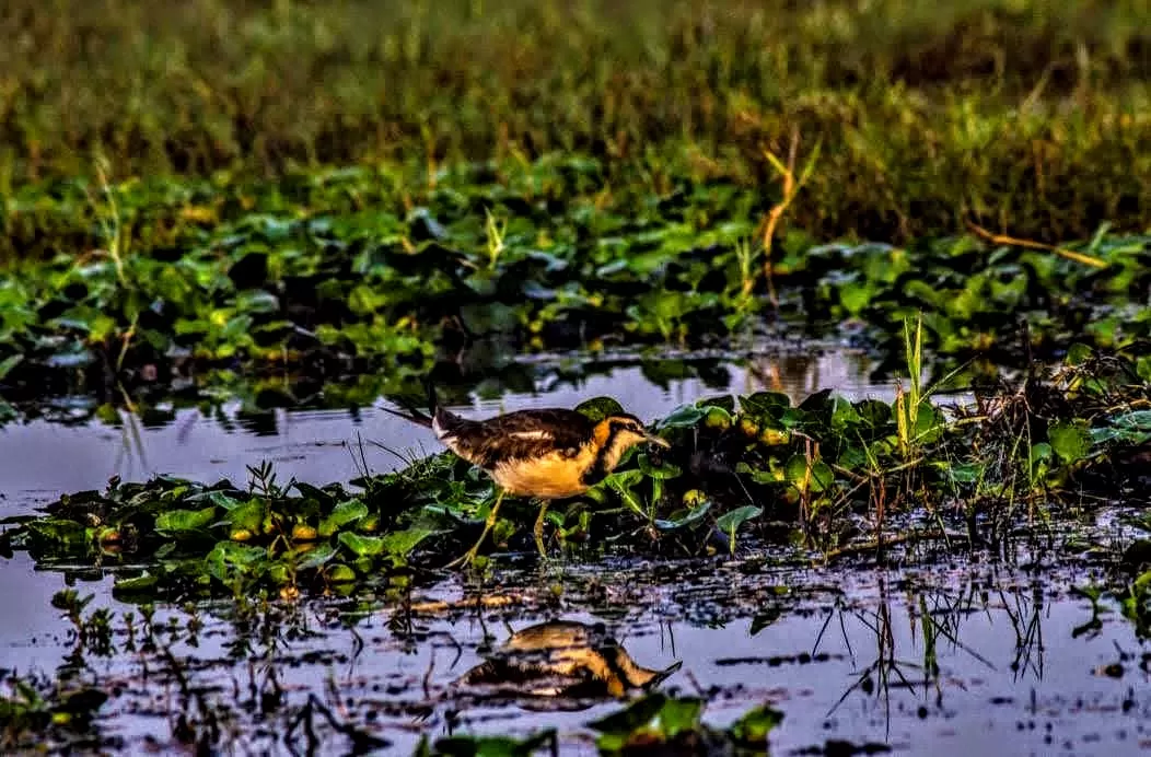 Photo of Mangalajodi By Tapas Sahu