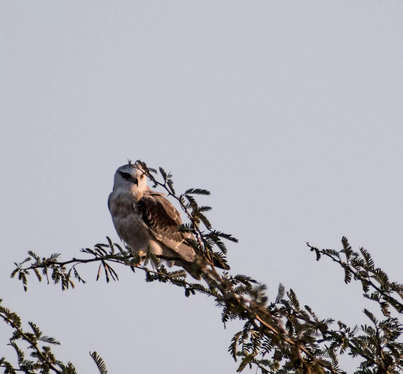 Photo of Little Rann of Kutch By Tapas Sahu