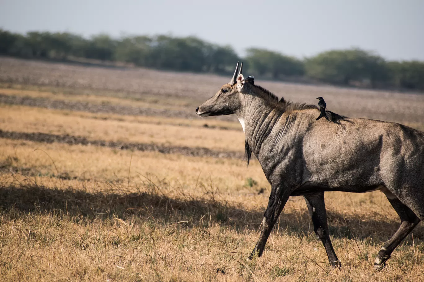 Photo of Little Rann of Kutch By Tapas Sahu