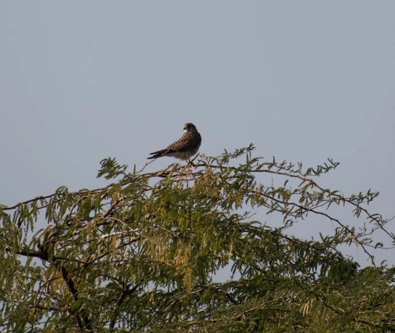 Photo of Little Rann of Kutch By Tapas Sahu