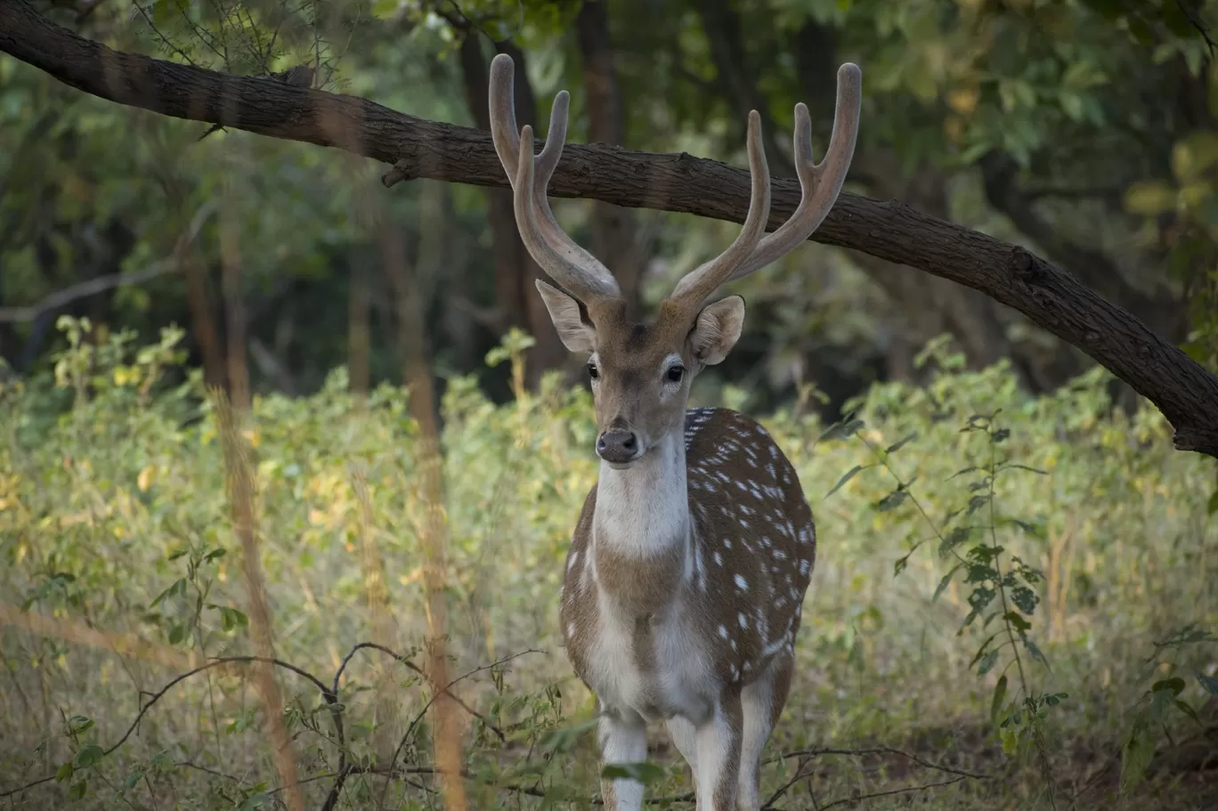 Photo of Gir National Park By Tapas Sahu