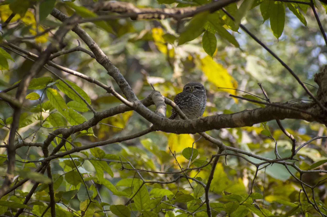 Photo of Gir National Park By Tapas Sahu