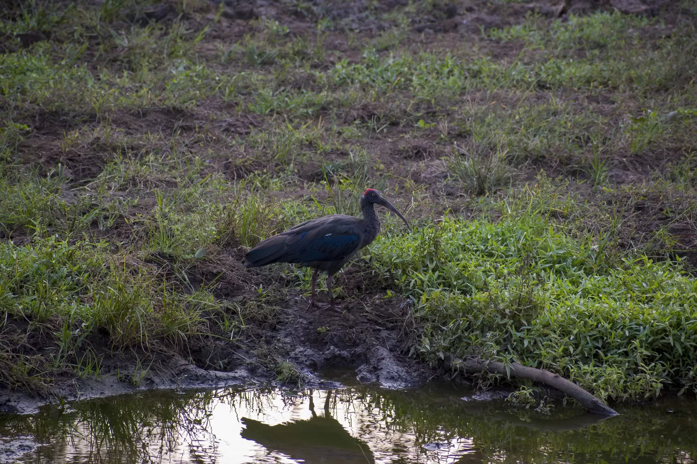 Photo of Gir National Park By Tapas Sahu