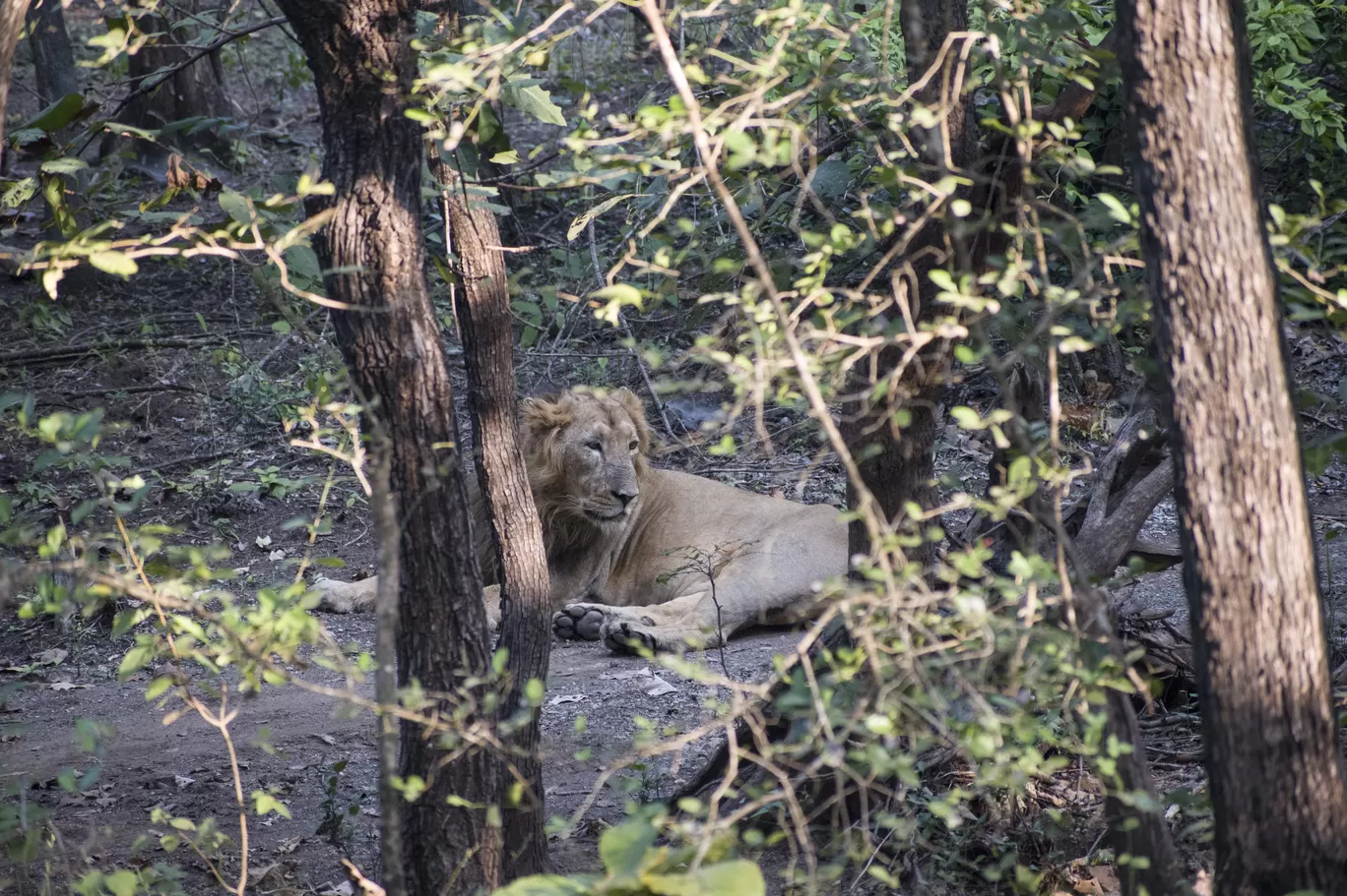 Photo of Gir National Park By Tapas Sahu