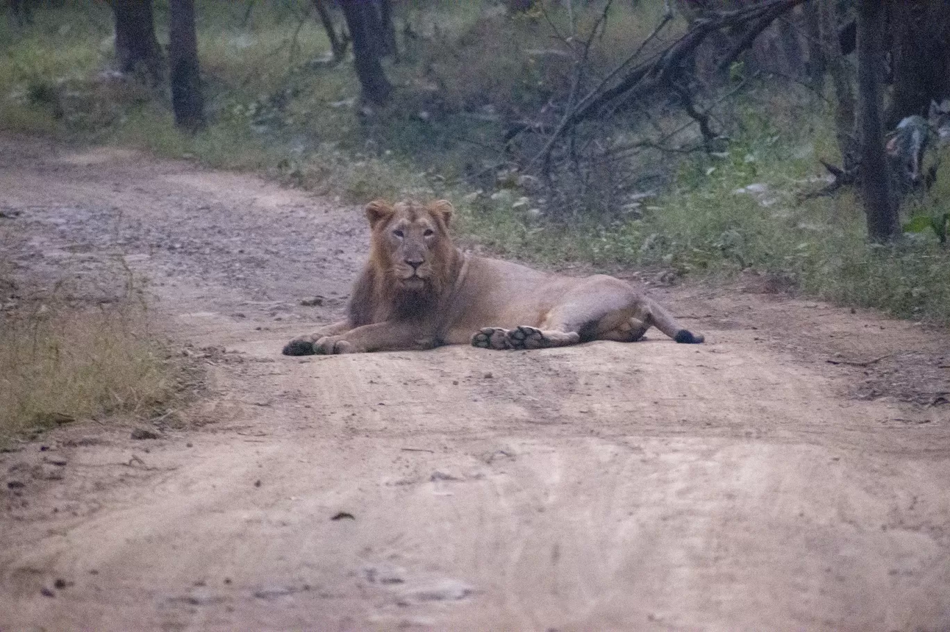 Photo of Gir National Park By Tapas Sahu
