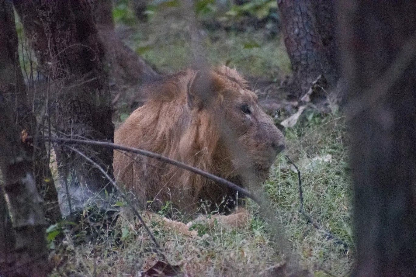 Photo of Gir National Park By Tapas Sahu