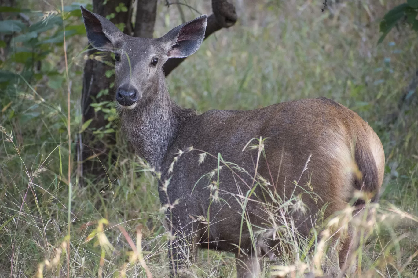 Photo of Gir National Park By Tapas Sahu