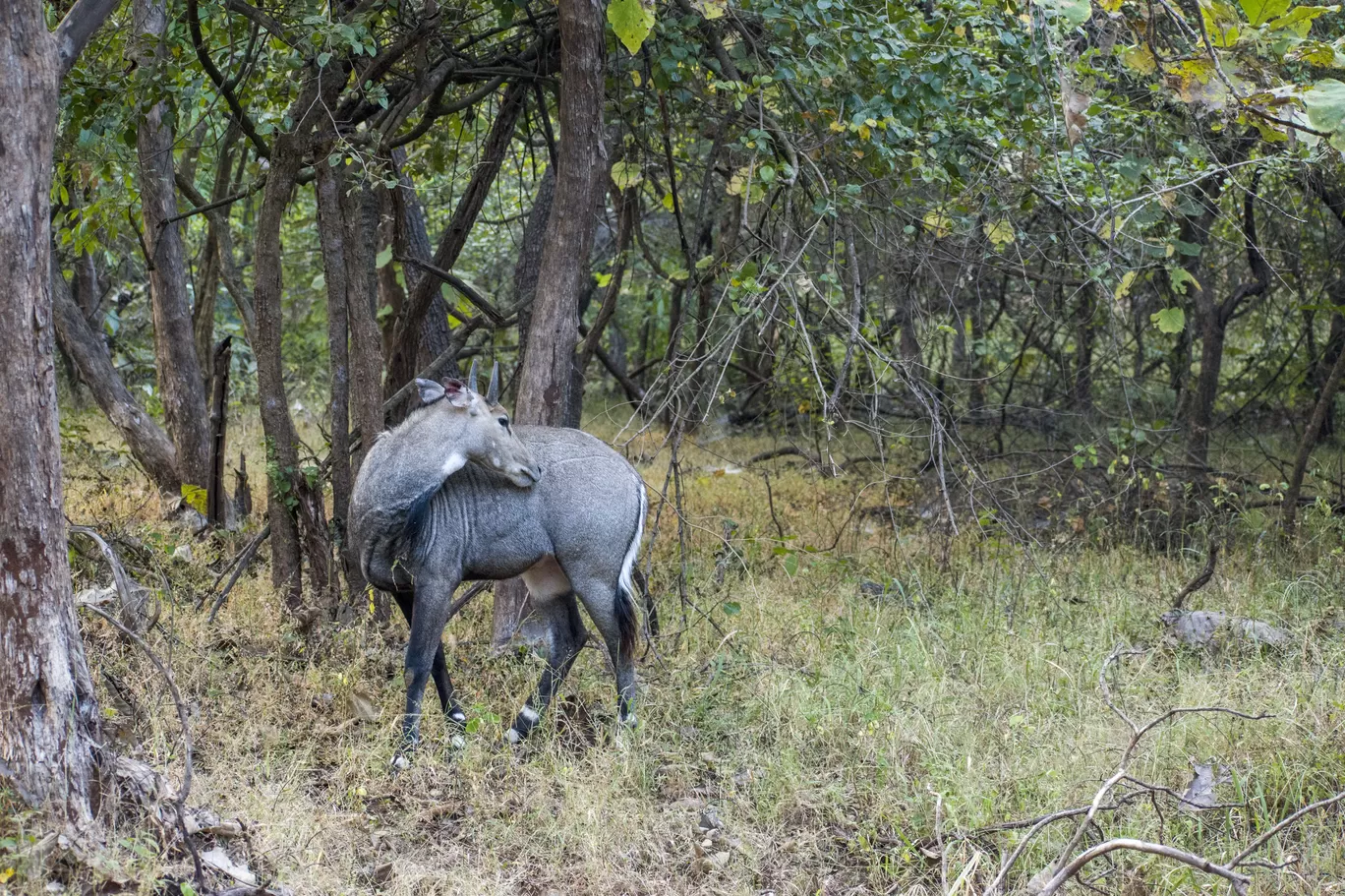 Photo of Gir National Park By Tapas Sahu